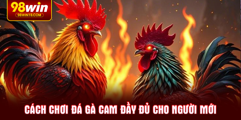 Phương pháp soi kèo đá gà cam